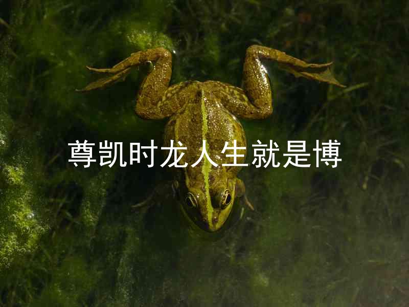 尊凯时龙人生就是博